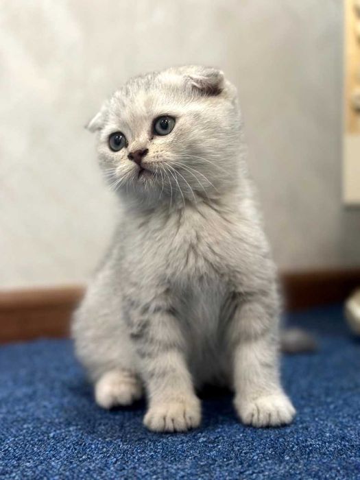 кот не продаётся для вязки.