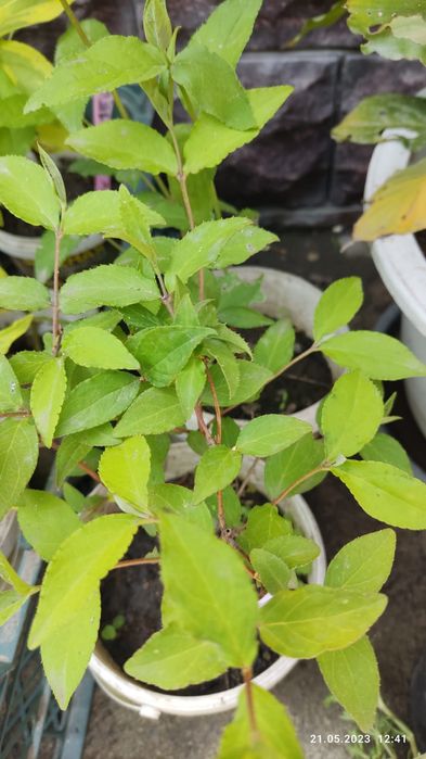 Продам  можжевельник туя