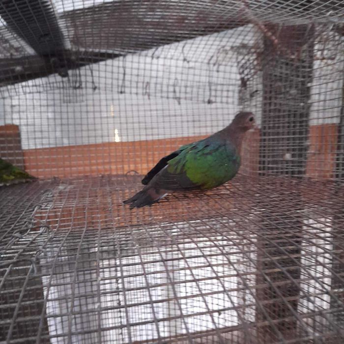 Продавам зеленокрили гугутки