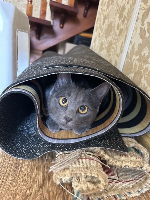 Отдаем котенка в добрые руки