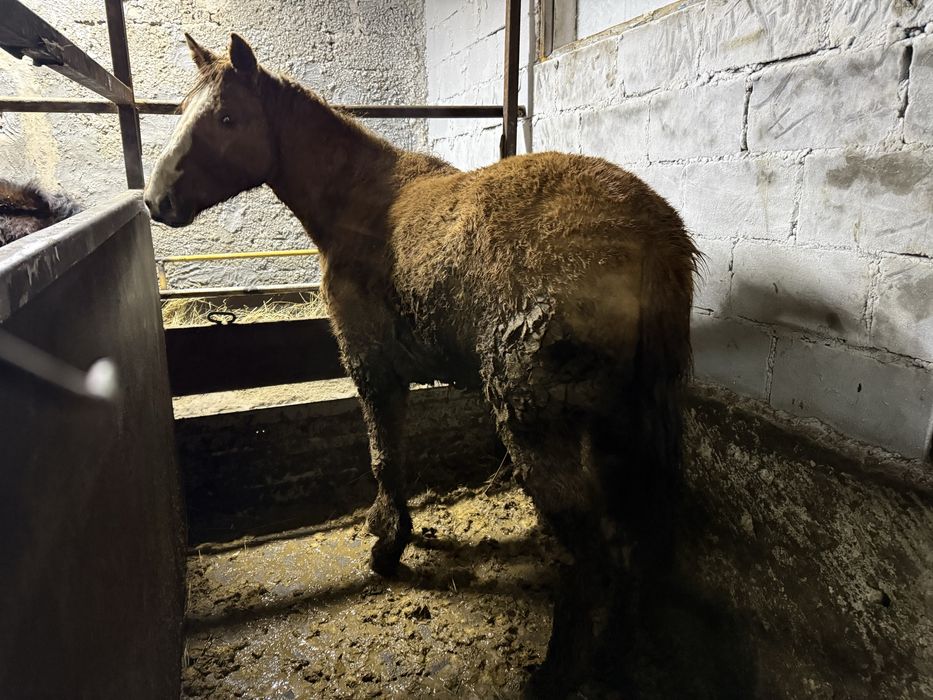 Тайлар  стоит на откорме