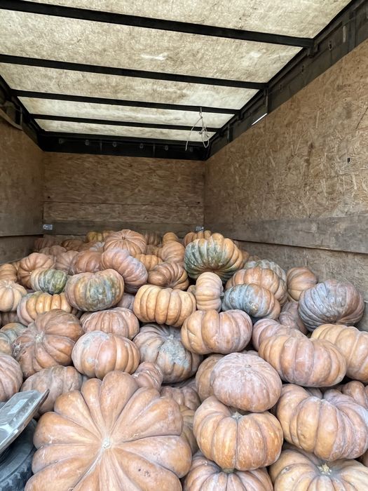 Тыква американка