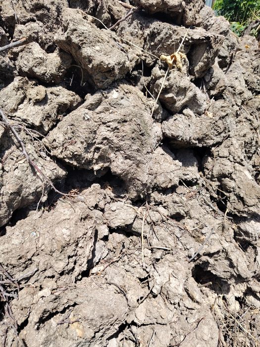 Отдам бесплатно навоз. Самовывоз