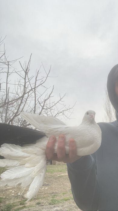 Чернохвост самец