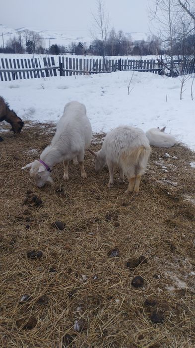 Козы молодняк прошлого года