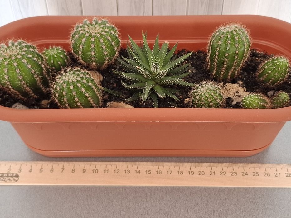 Весёлая семейка кактусов