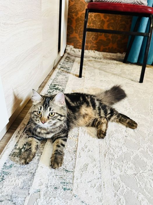Продается кошка персидская+скотиш