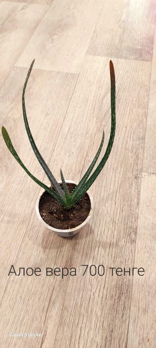 Продам комнатные цветы