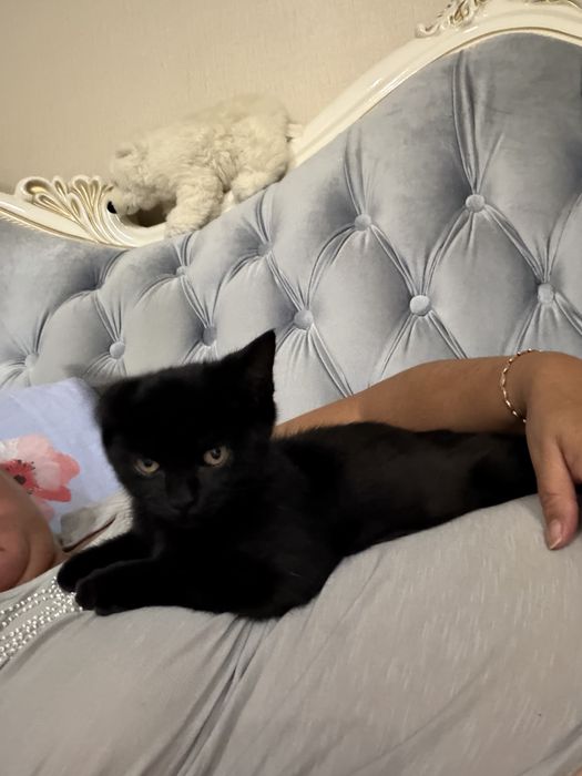 Котенок черного цвета  Мальчик