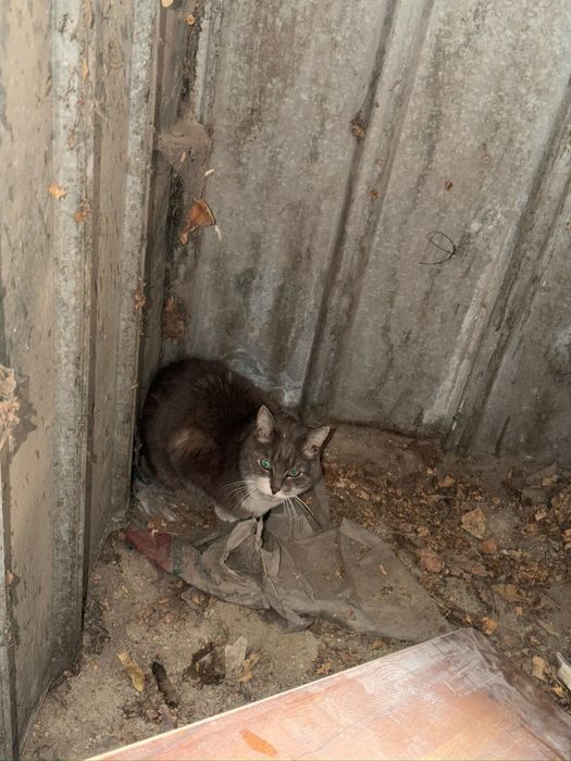 Котику нужен дом