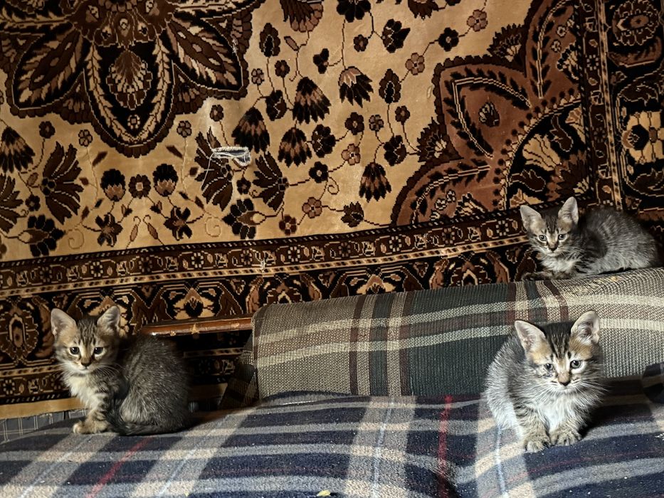 Отдам котят даром