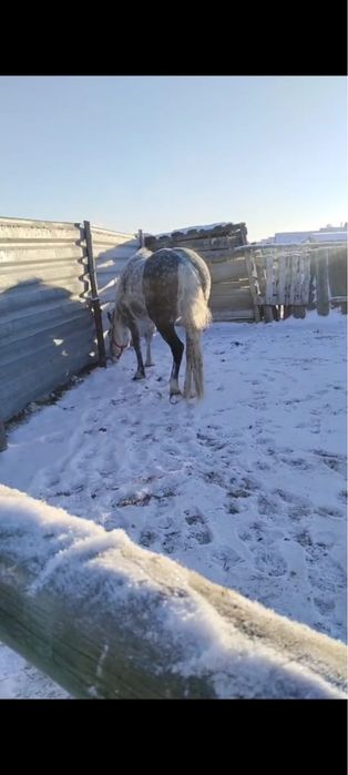 Орловская кобыла