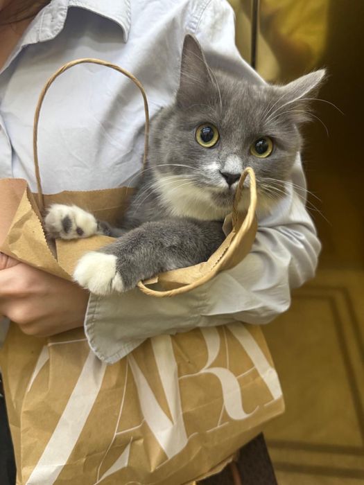 Домашная кошка, Сибирская