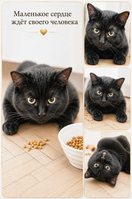 Скромный котик ищет дом