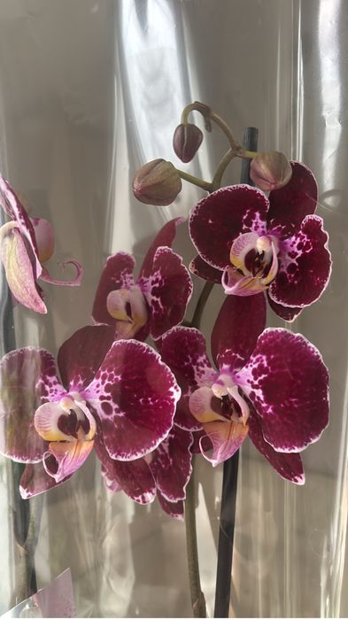 Орхидеи, орхидея 2 цветоноса! На подарок