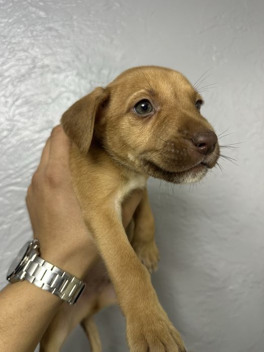 Щенок питбуля продам