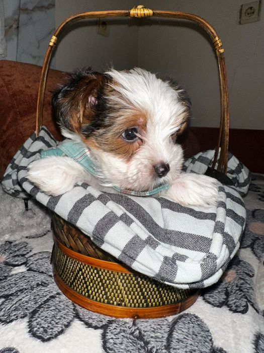 Йоркширски териер бивер