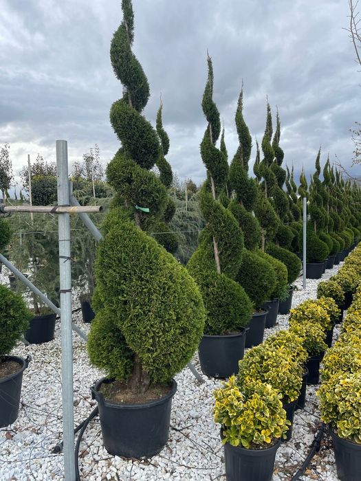 Spirale din leylandii. calitate extra, avem toate dimensiunile