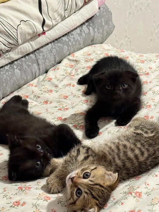 Продам котят шотландцы