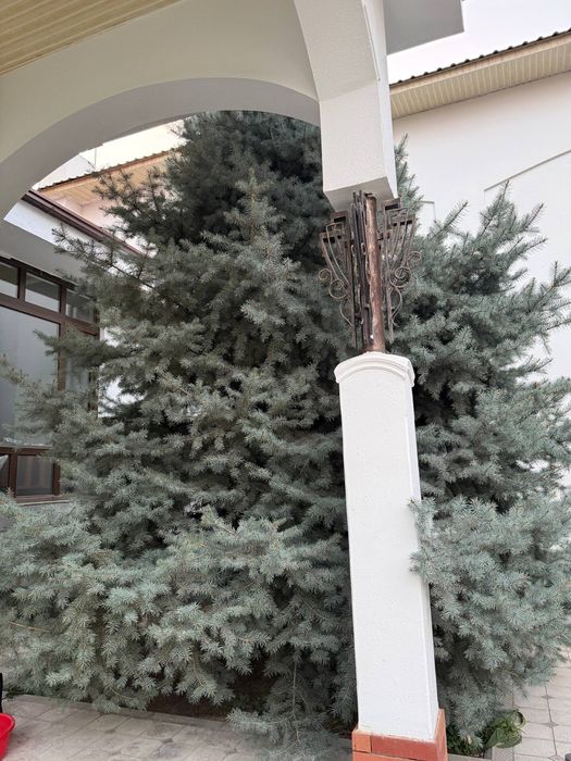 Голубая ель-гигант — редкий крупномер, продаю