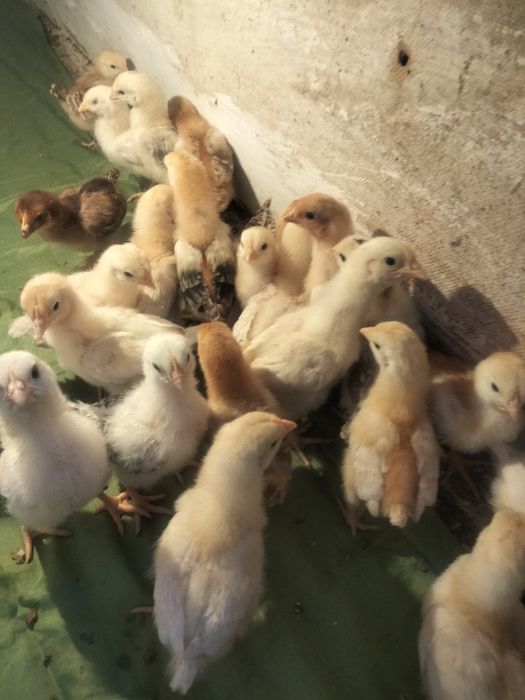 домашние цыплята