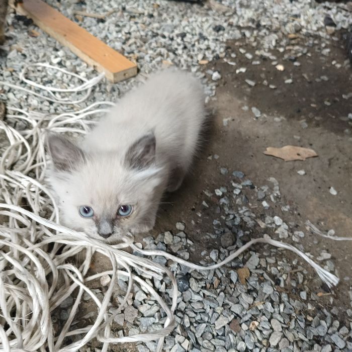 Отдам котят в добрые руки