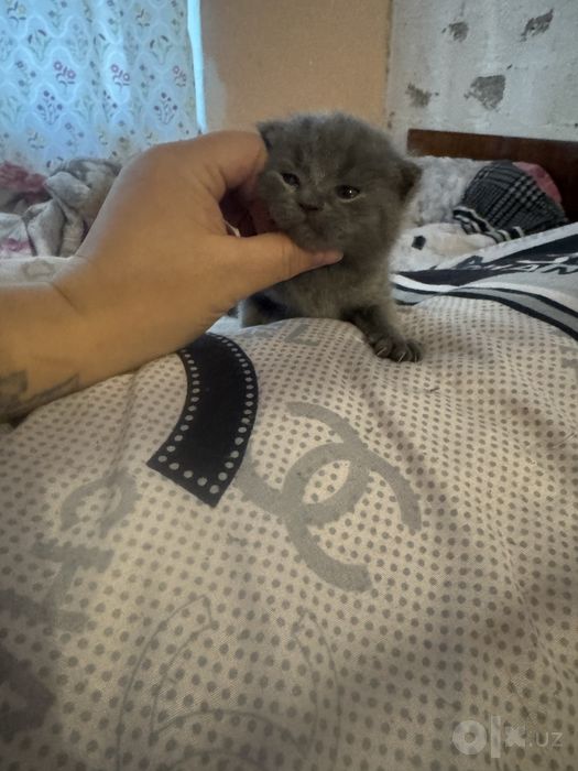 Скотиш страйт и фолд