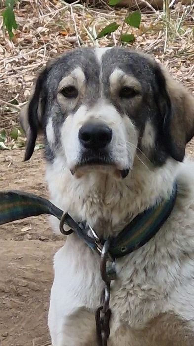 ПорОдиСтыЕ соБаЧки в приюте