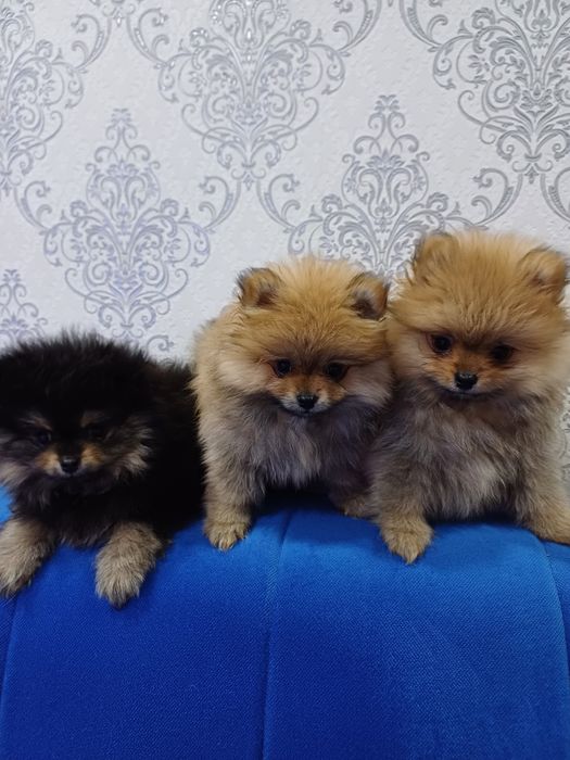 Померанские шпицы