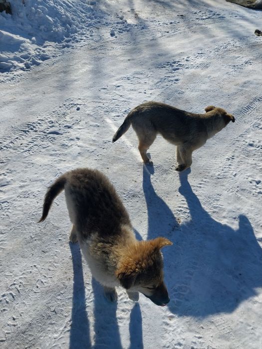 Щенят отдам в добрые руки!