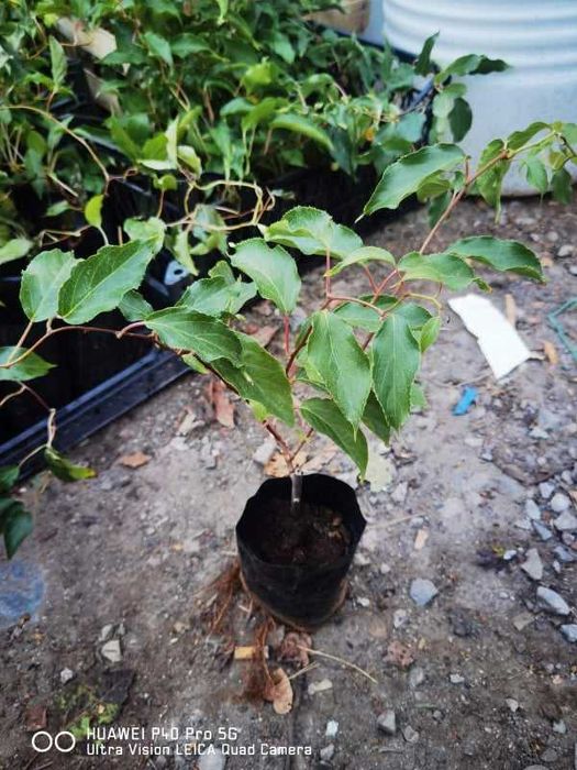 Киви – Разсад (Студоустойчиви сортове) - Налични 10 вида