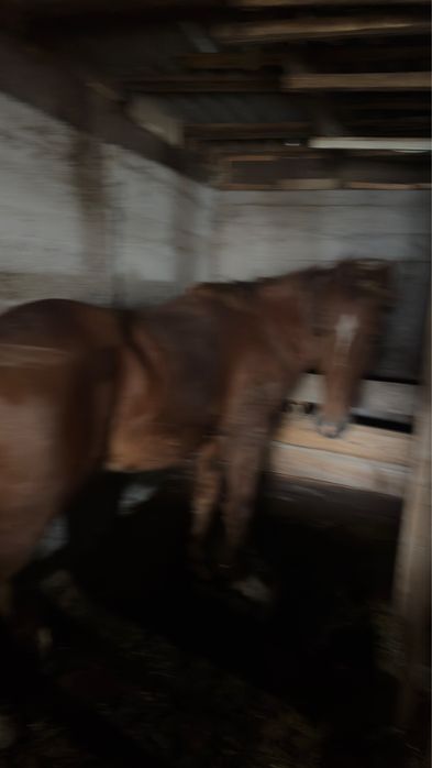 Бие, байтал, тай сатылады.