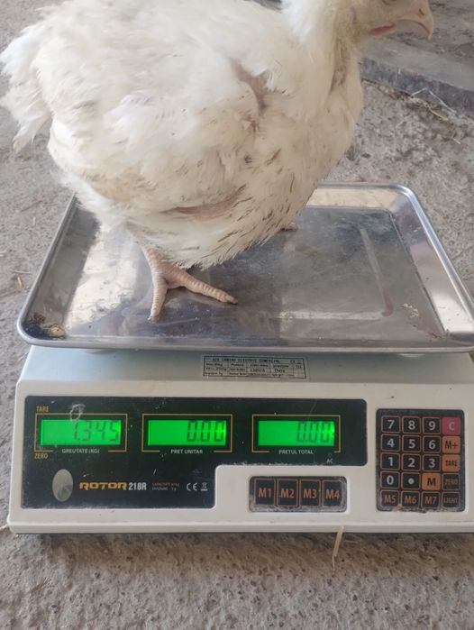 Pui alb de carne și rasa mixta