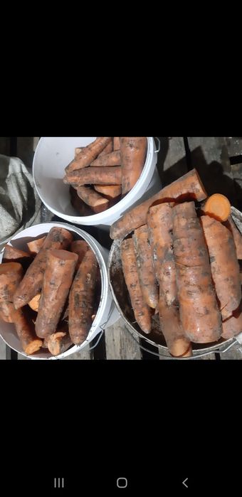 Продам морковь .