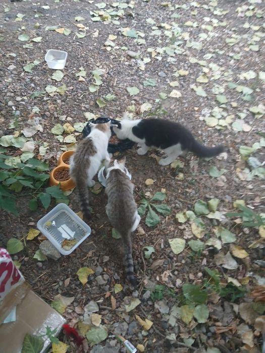 Отдам котят в надёжные руки.