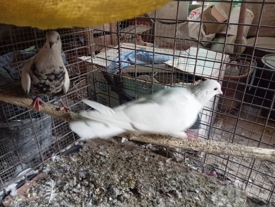 Sotiladi Toshkent shahar Bektemir tumani Qoʻyliq