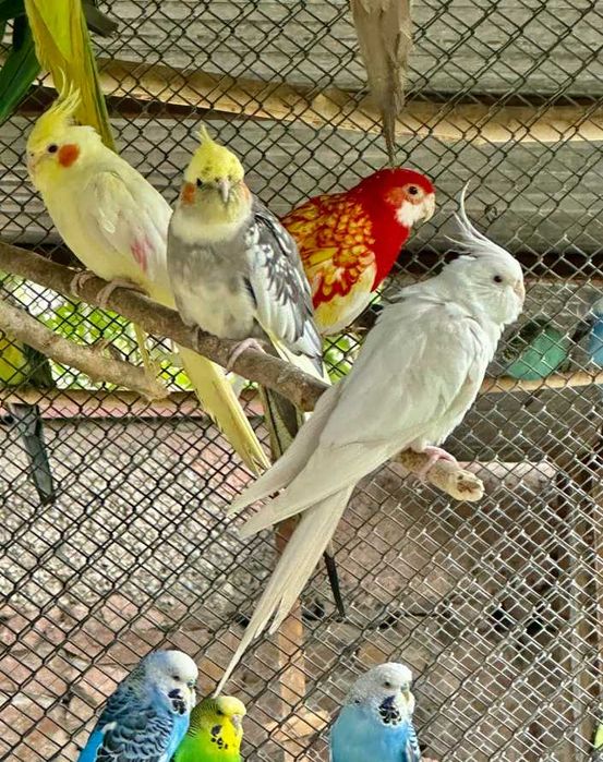 Продаются попугаи