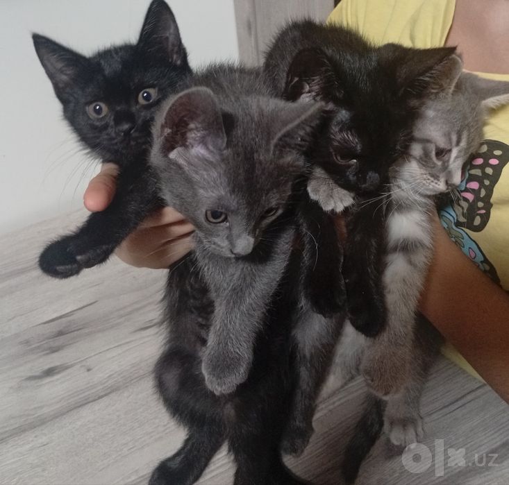 Отдам даром добрый руки