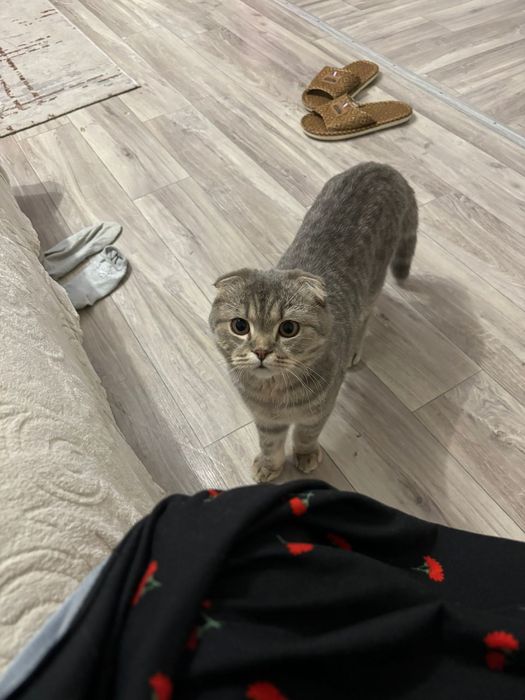 Веслаухая кошка  50к