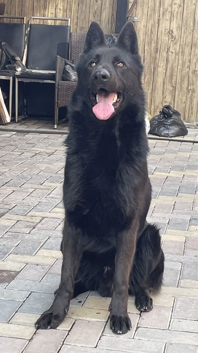 Вязка Случка