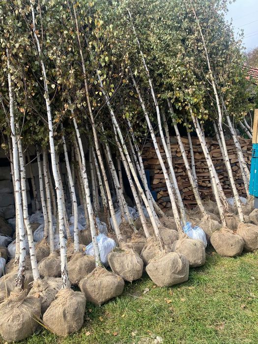 Mesteacăn avem mai multe dimensiuni Transport gratuit