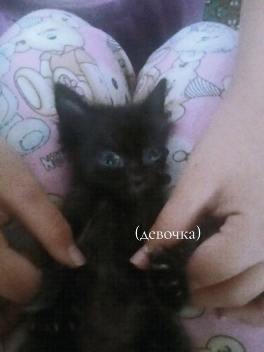 Котята,маленькие мальчики