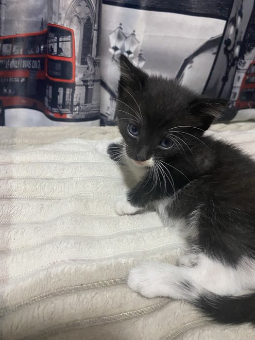 Отдам котят бесплатно