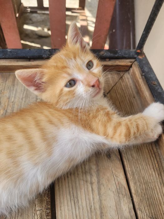 Подарявам малко котенце