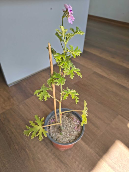 Цвете индрише ..