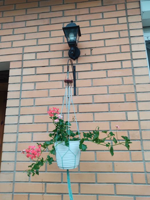 Цветы для сада многолетние и однолетние