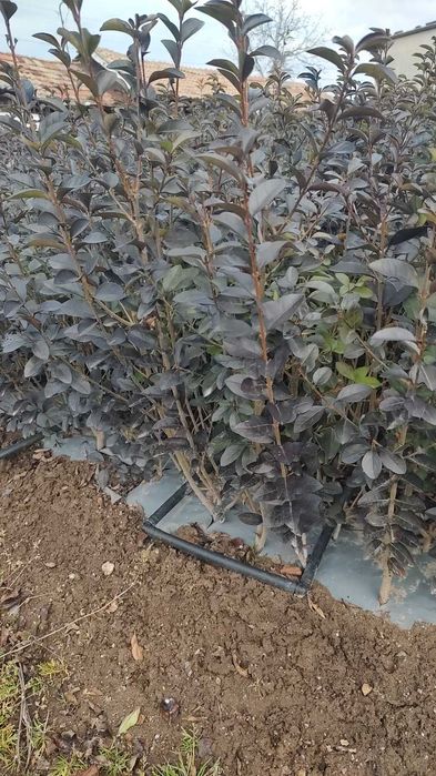 Лигуструм жив плет