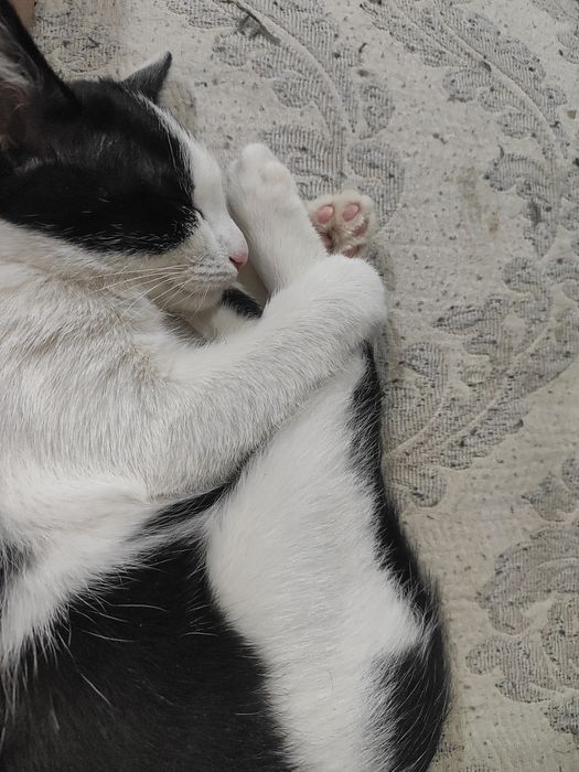 Котенок девочка три месяца