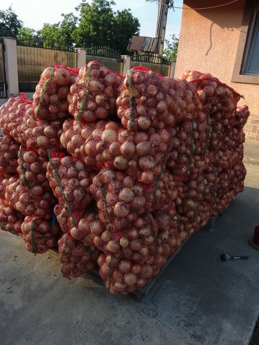 Producator -  Vand ceapa uscata