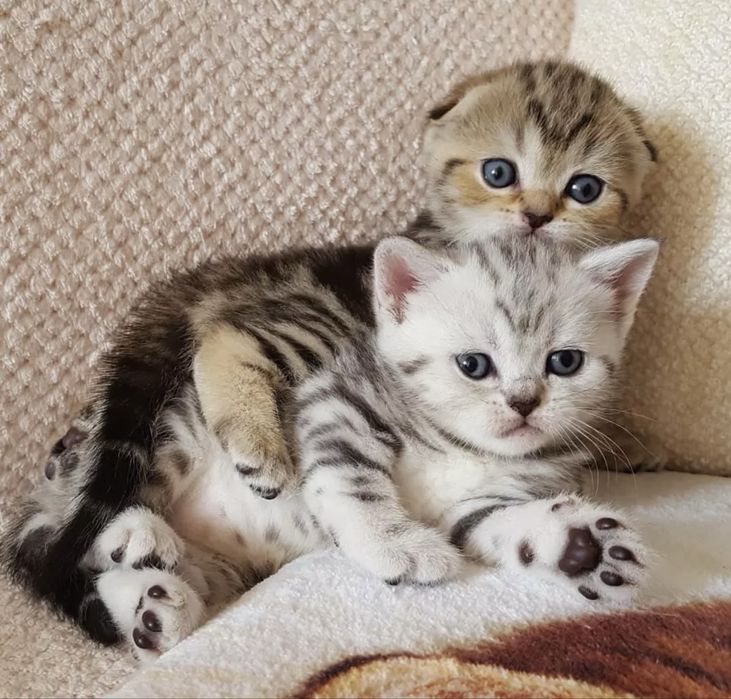 Милые котята доставка бесплатно